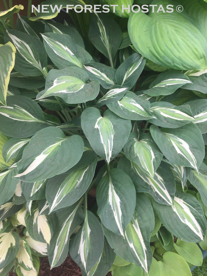 Hosta 'Snake Eyes'