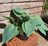 Hosta 'Snow Bunting' - New Forest Hostas & Hemerocallis