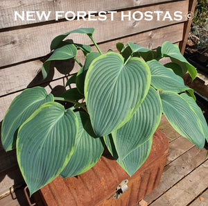 Hosta 'Snow Bunting' - New Forest Hostas & Hemerocallis