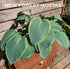 Hosta 'Snow Bunting' - New Forest Hostas & Hemerocallis