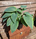Hosta 'Snow Bunting' - New Forest Hostas & Hemerocallis
