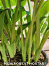 Hosta 'Snow Bunting' - New Forest Hostas & Hemerocallis