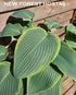 Hosta 'Snow Bunting' - New Forest Hostas & Hemerocallis