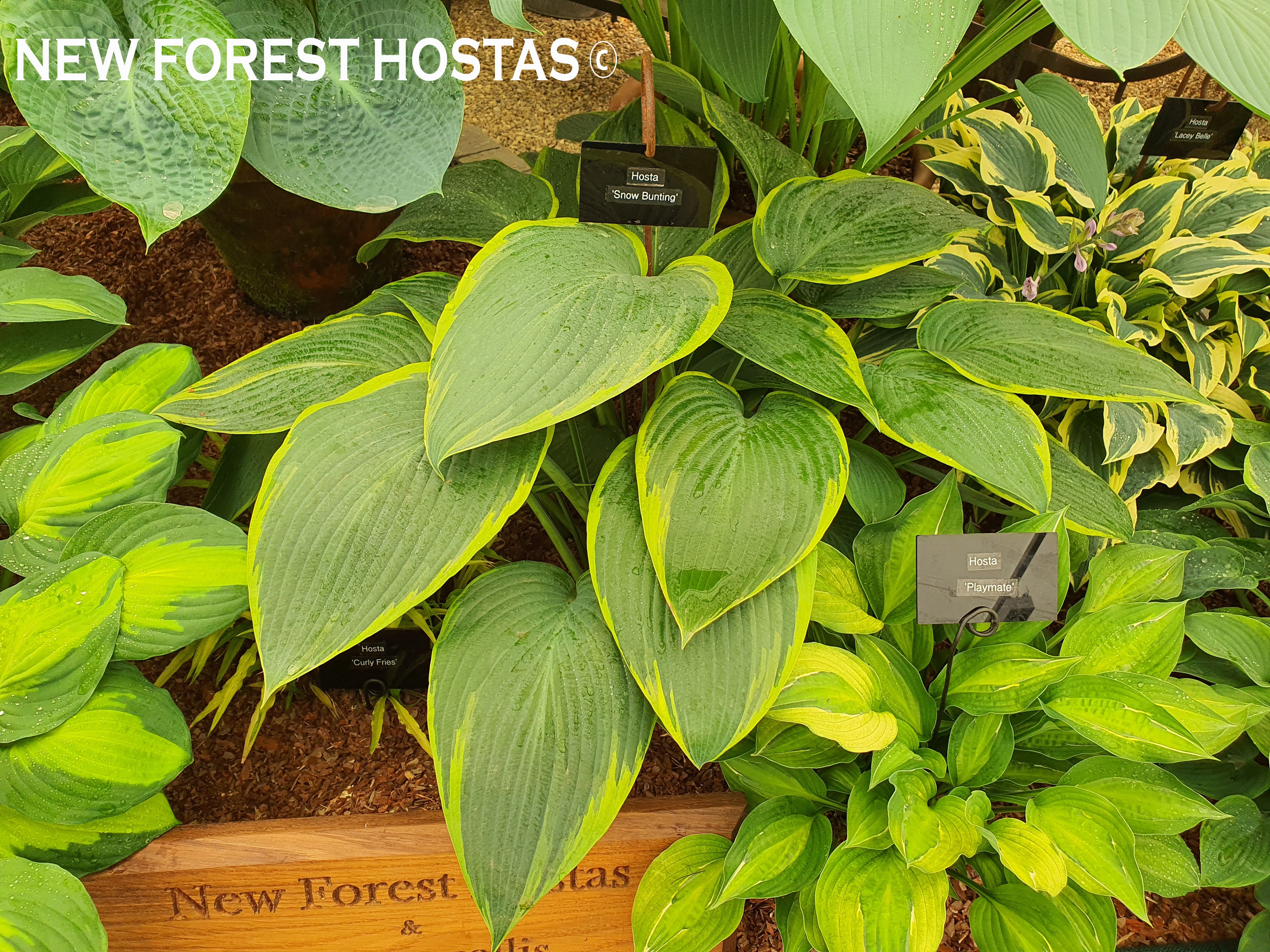 Hosta 'Snow Bunting' - New Forest Hostas & Hemerocallis