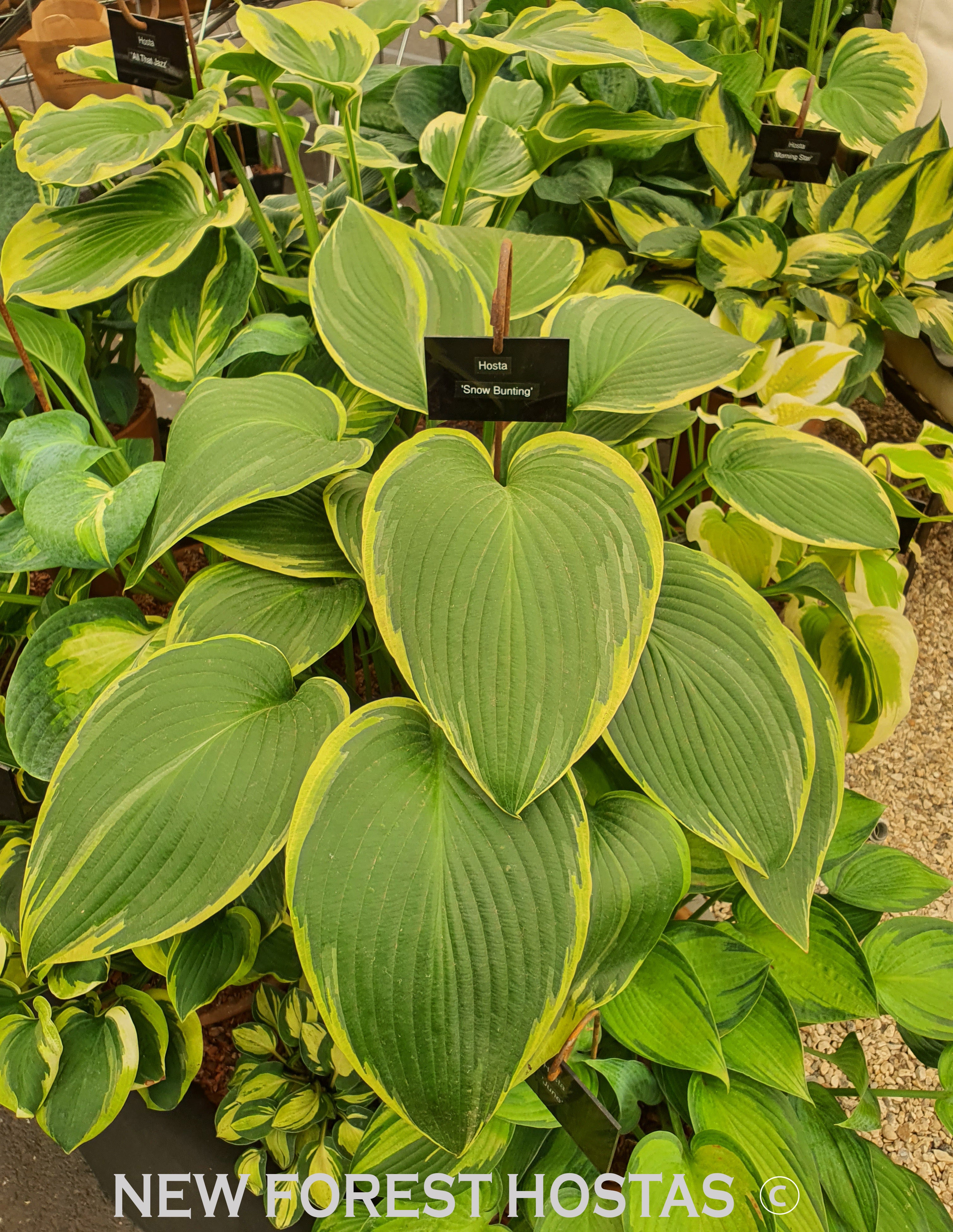Hosta 'Snow Bunting' - New Forest Hostas & Hemerocallis