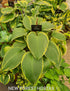 Hosta 'Snow Bunting' - New Forest Hostas & Hemerocallis
