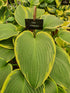 Hosta 'Snow Bunting' - New Forest Hostas & Hemerocallis