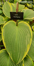 Hosta 'Snow Bunting' - New Forest Hostas & Hemerocallis