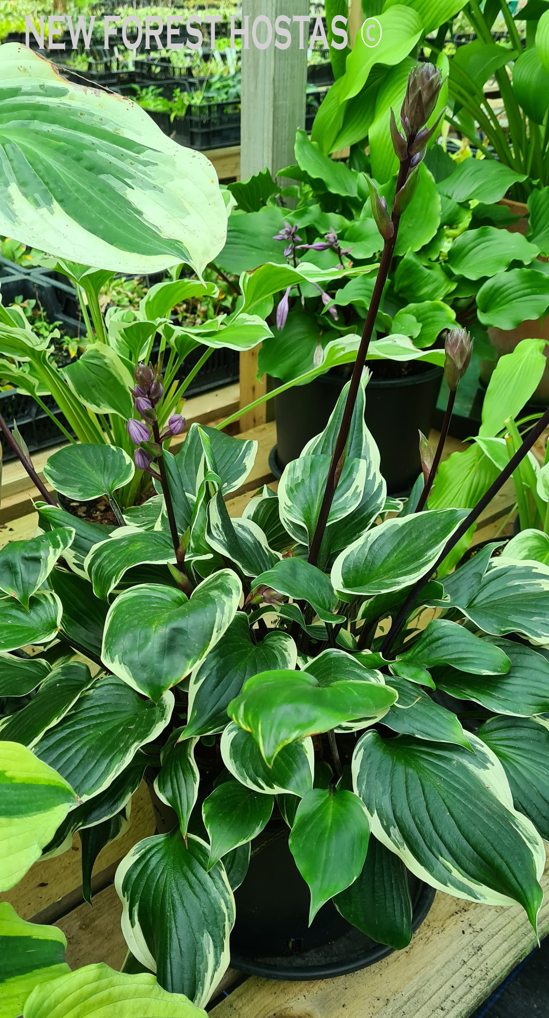 Hosta 'Sorbet' - New Forest Hostas & Hemerocallis