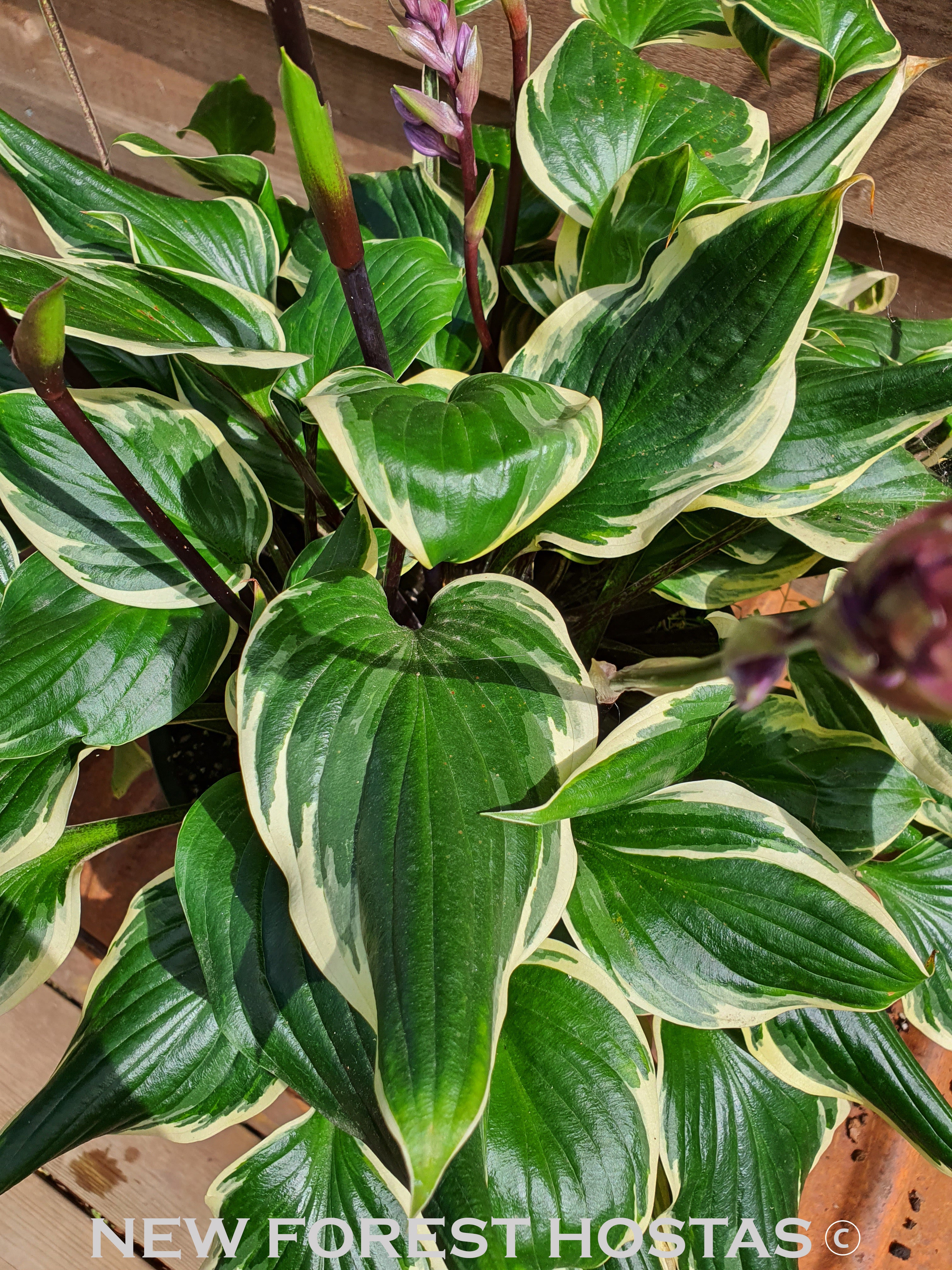 Hosta 'Sorbet' - New Forest Hostas & Hemerocallis