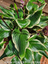 Hosta 'Sorbet' - New Forest Hostas & Hemerocallis