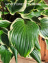 Hosta 'Sorbet' - New Forest Hostas & Hemerocallis