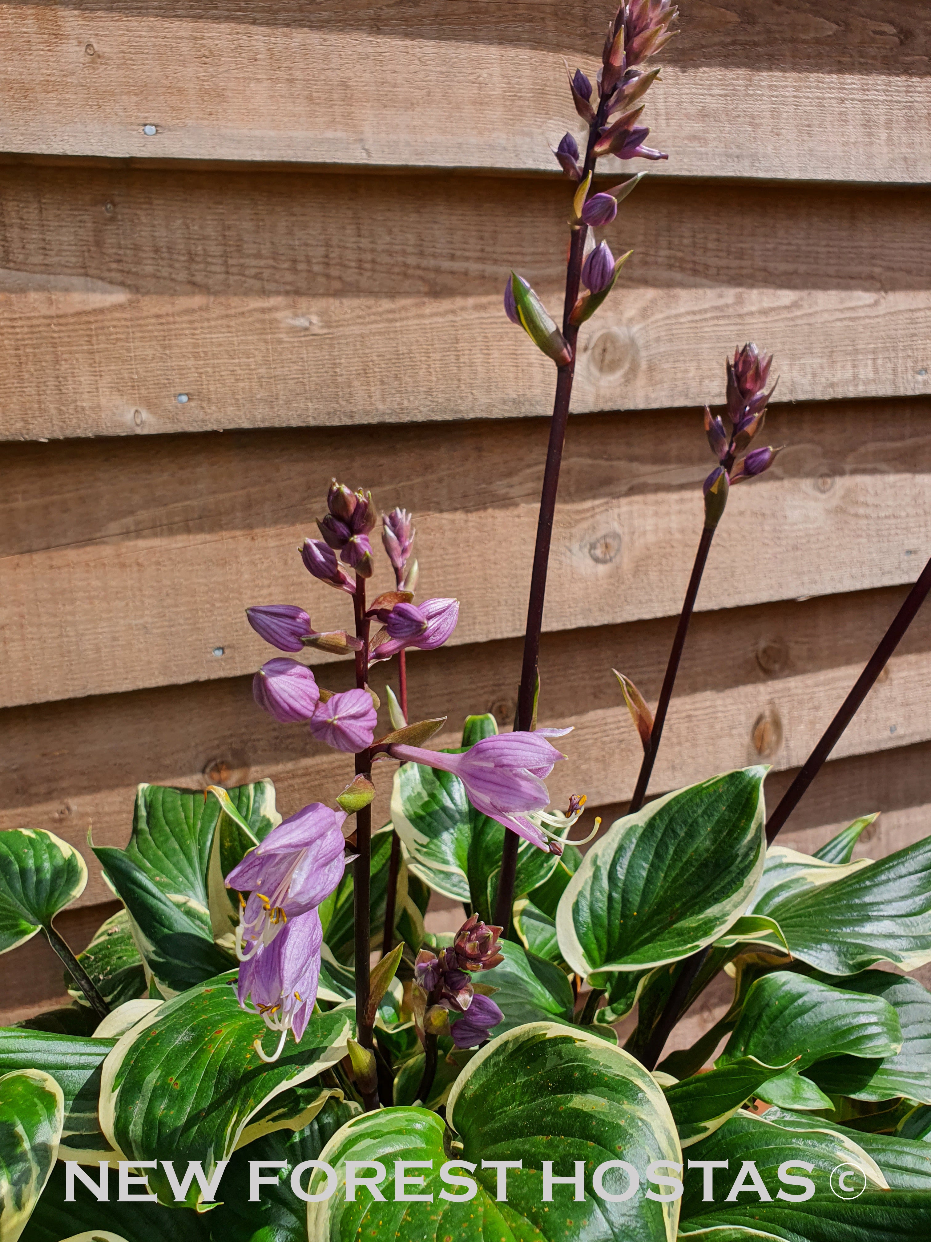 Hosta 'Sorbet' - New Forest Hostas & Hemerocallis