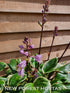 Hosta 'Sorbet' - New Forest Hostas & Hemerocallis