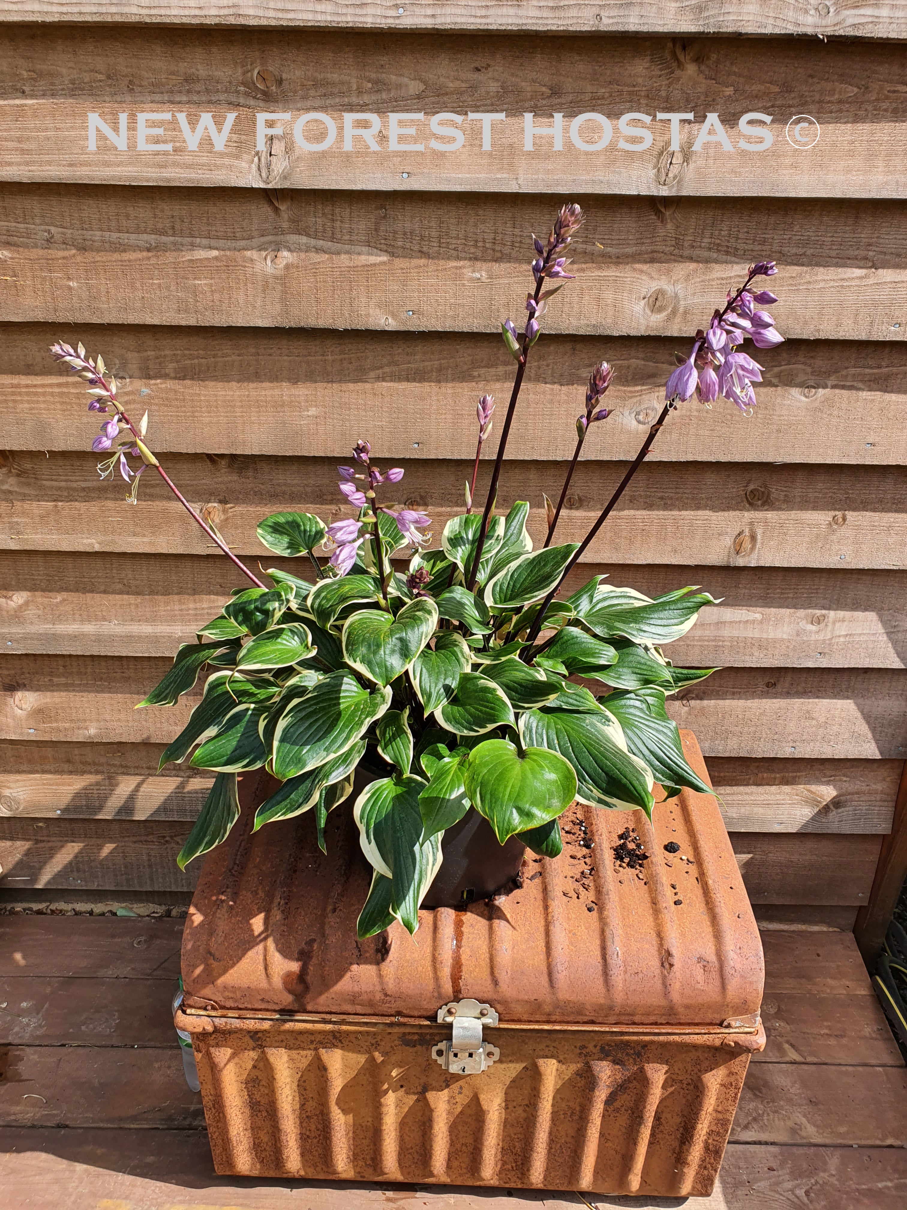Hosta 'Sorbet' - New Forest Hostas & Hemerocallis