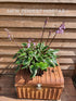 Hosta 'Sorbet' - New Forest Hostas & Hemerocallis