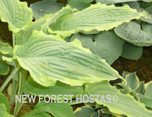 Hosta 'Spartacus' - New Forest Hostas & Hemerocallis