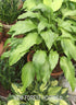 Hosta 'Spritzer' - New Forest Hostas & Hemerocallis
