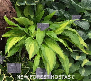 Hosta 'Spritzer' - New Forest Hostas & Hemerocallis