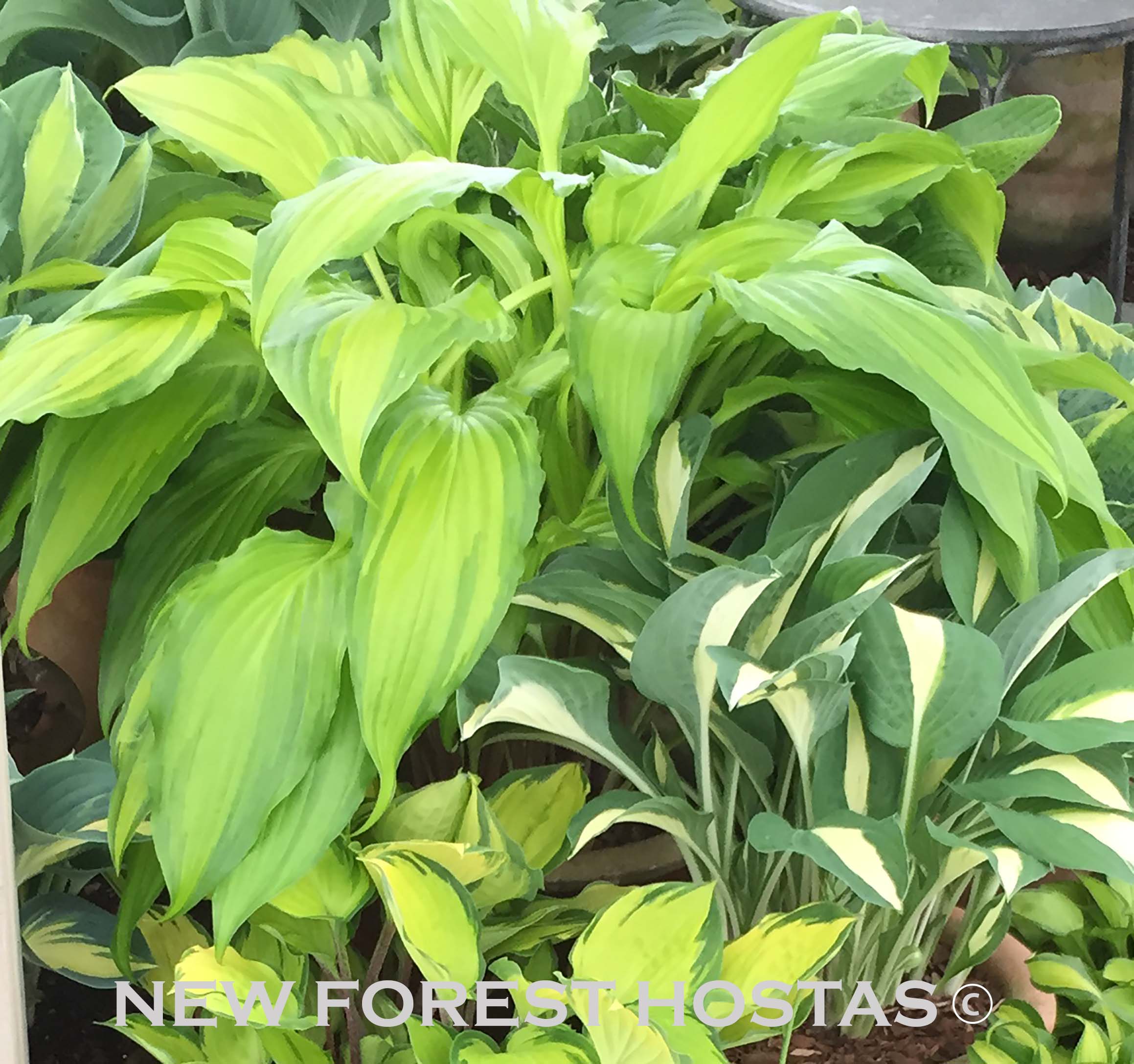Hosta 'Spritzer' - New Forest Hostas & Hemerocallis
