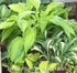 Hosta 'Spritzer' - New Forest Hostas & Hemerocallis