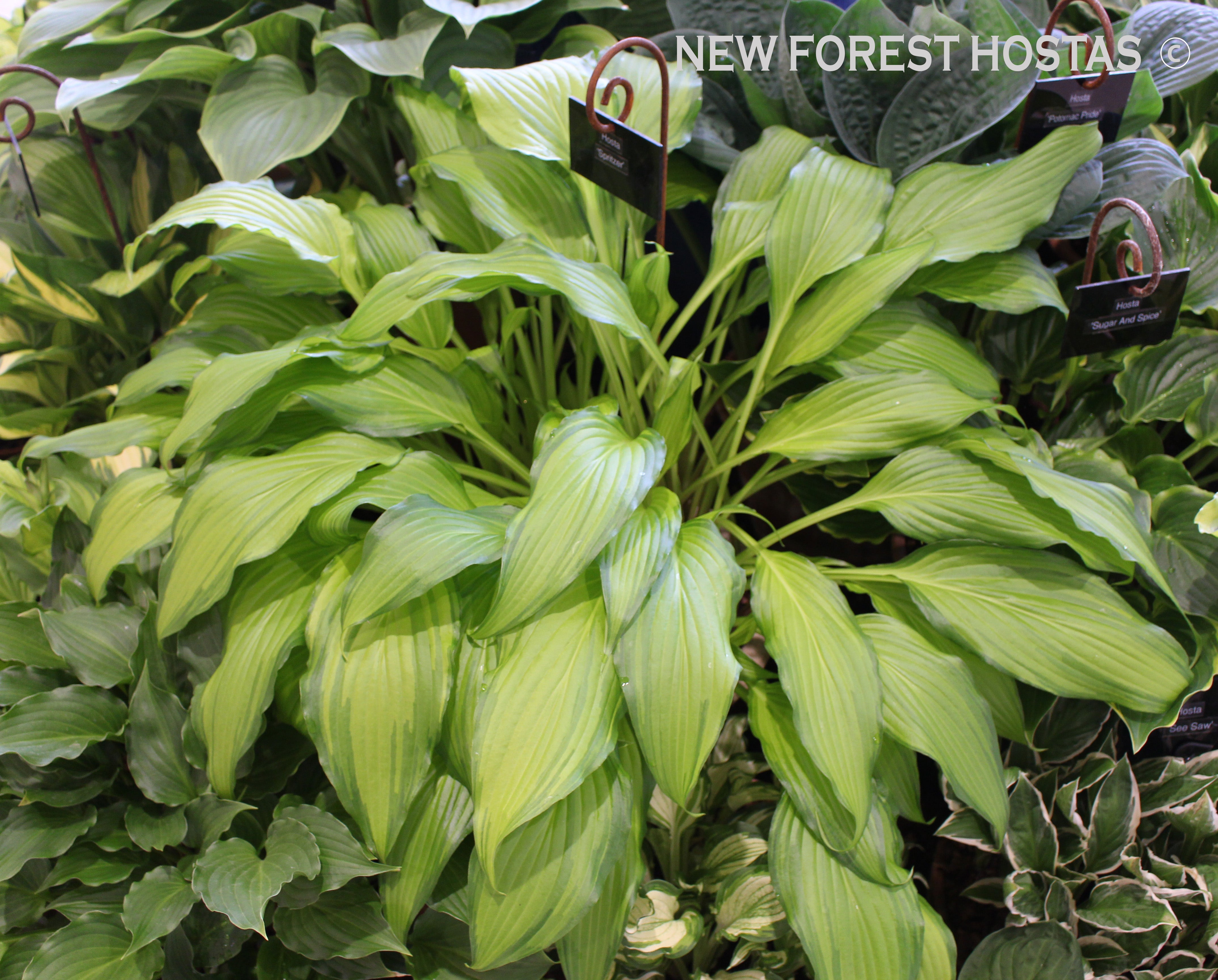 Hosta 'Spritzer' - New Forest Hostas & Hemerocallis