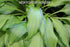 Hosta 'Spritzer' - New Forest Hostas & Hemerocallis