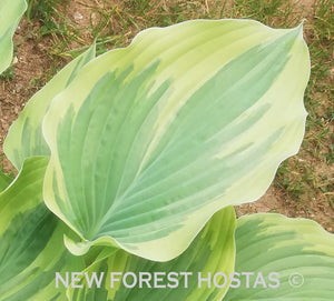 Hosta 'Stag's Leap' - New Forest Hostas & Hemerocallis