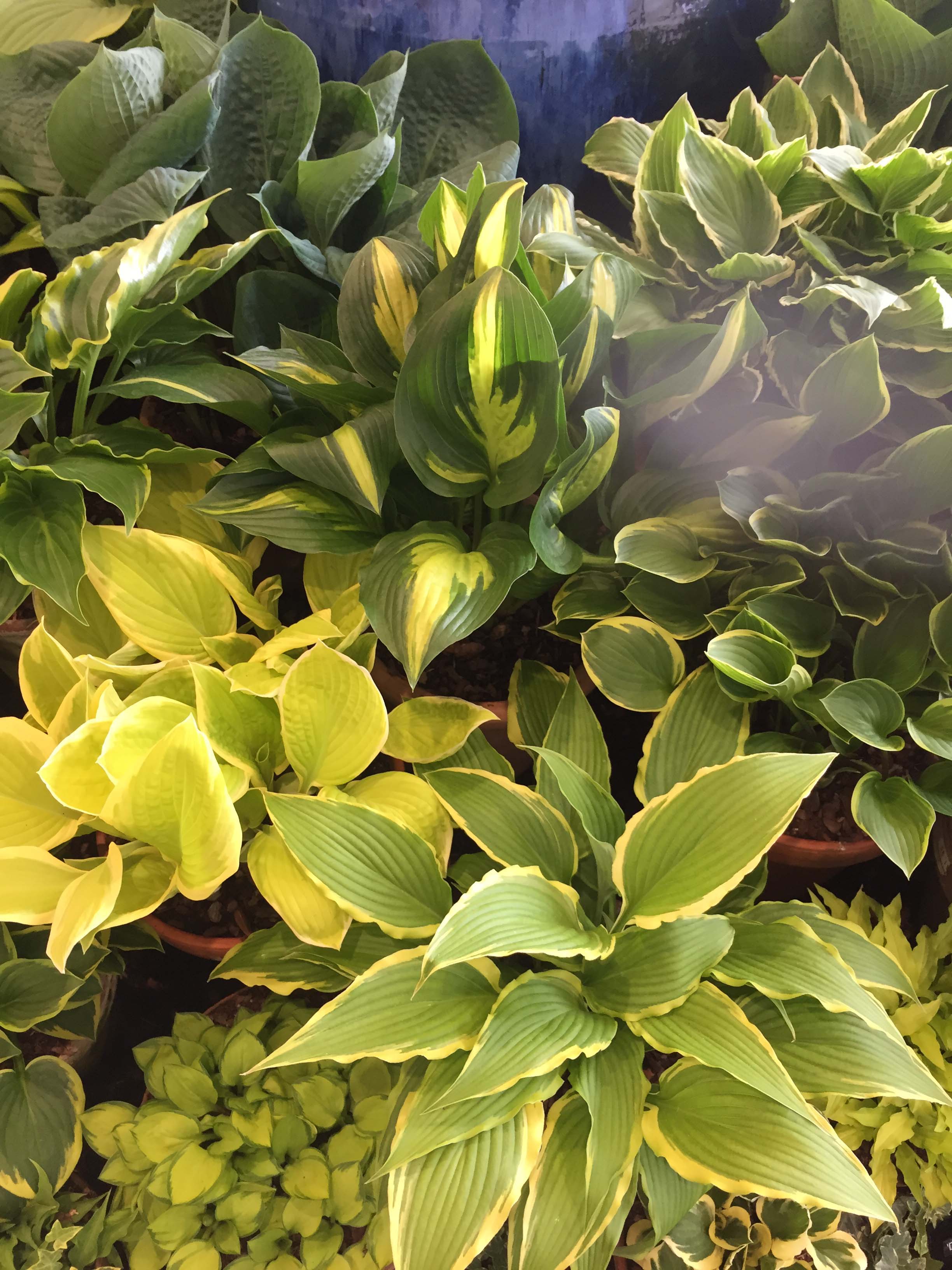 Hosta 'Saint Elmo's Fire' - New Forest Hostas & Hemerocallis