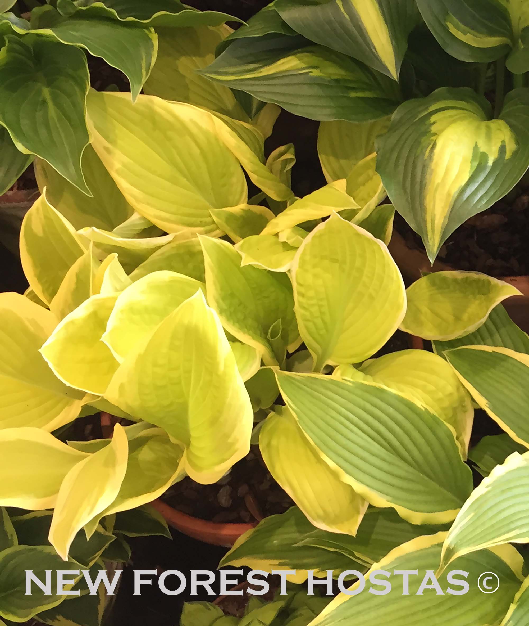 Hosta 'Saint Elmo's Fire' - New Forest Hostas & Hemerocallis
