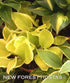 Hosta 'Saint Elmo's Fire' - New Forest Hostas & Hemerocallis
