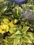 Hosta 'Saint Elmo's Fire' - New Forest Hostas & Hemerocallis