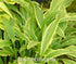 Hosta 'Stilletto' - New Forest Hostas & Hemerocallis