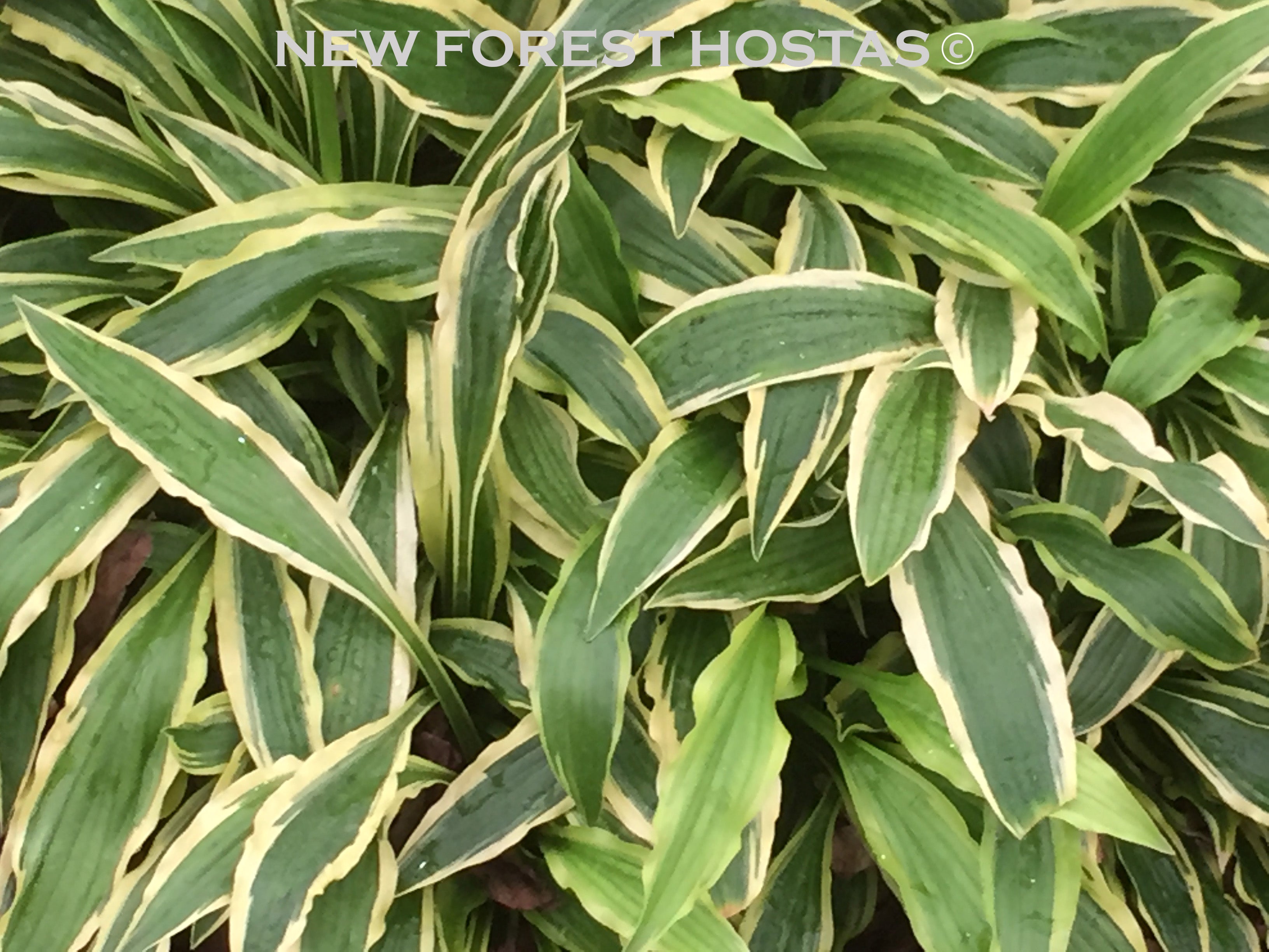 Hosta 'Stilletto' - New Forest Hostas & Hemerocallis