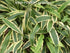 Hosta 'Stilletto' - New Forest Hostas & Hemerocallis