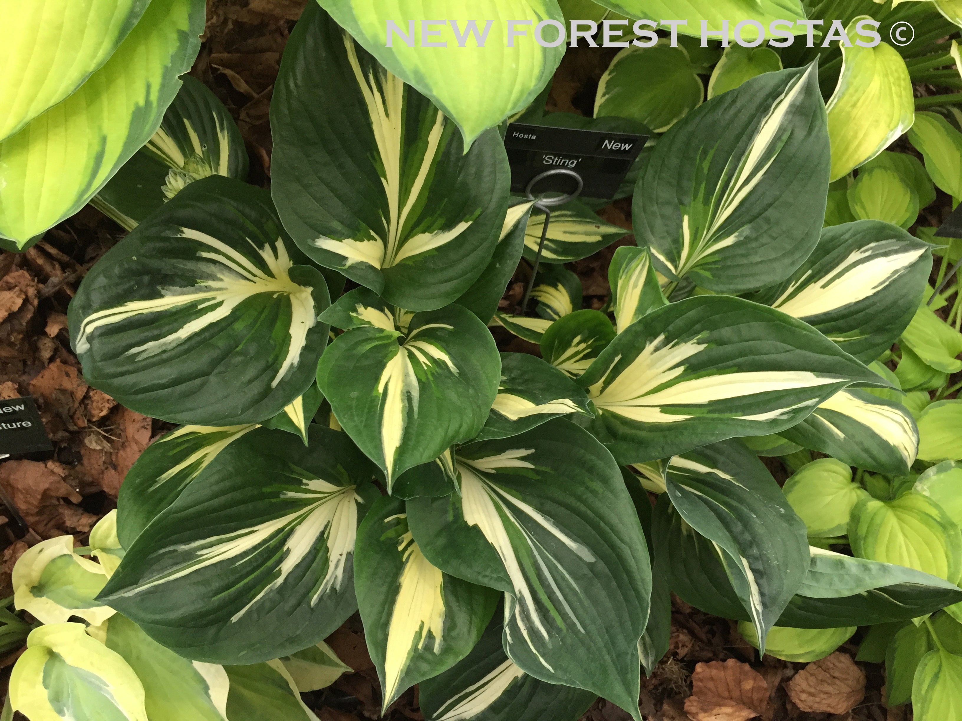 Hosta 'Sting' - New Forest Hostas & Hemerocallis