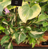Hosta 'Sting' - New Forest Hostas & Hemerocallis