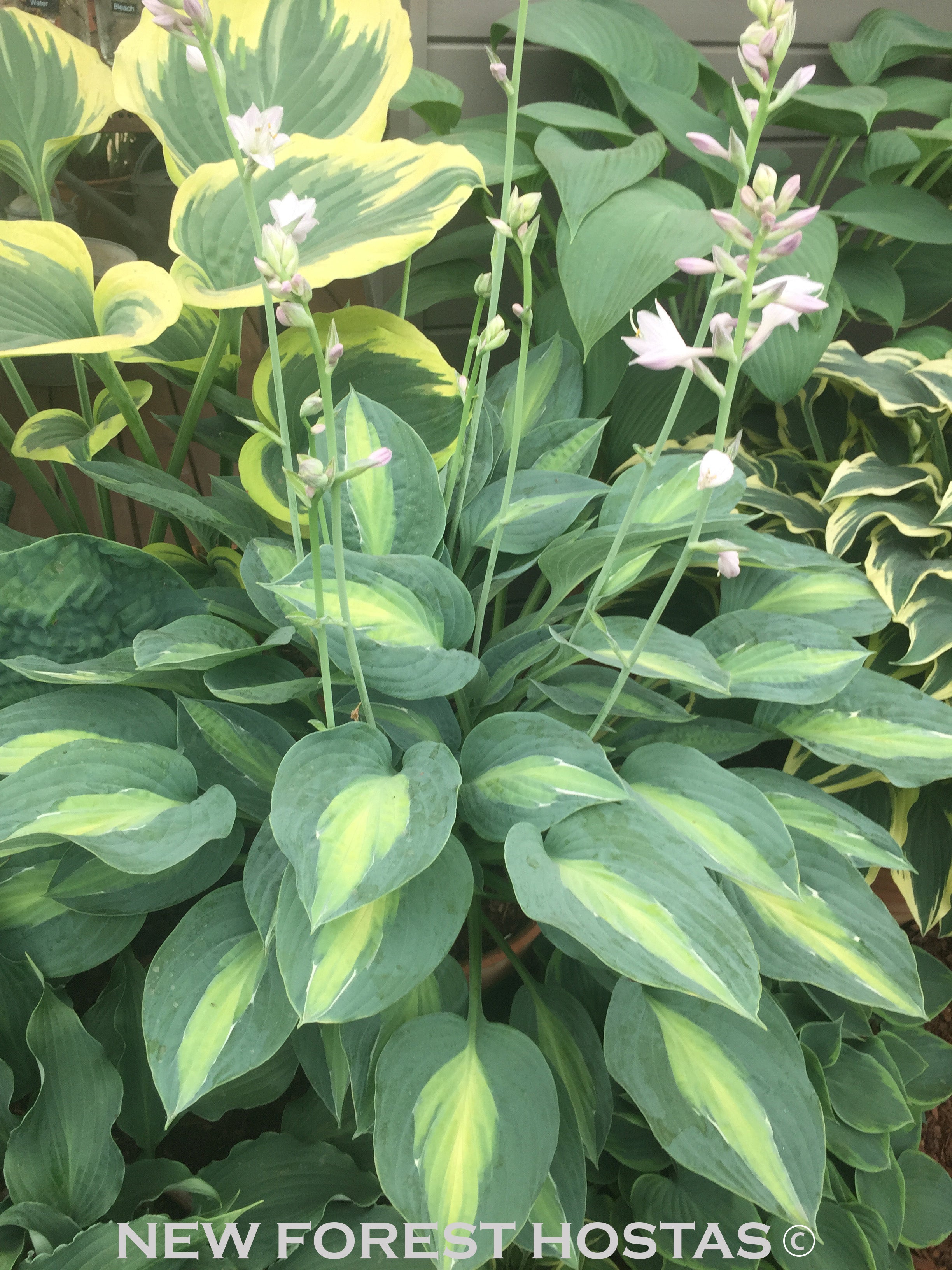 Hosta 'Striptease' - New Forest Hostas & Hemerocallis