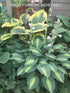 Hosta 'Striptease' - New Forest Hostas & Hemerocallis
