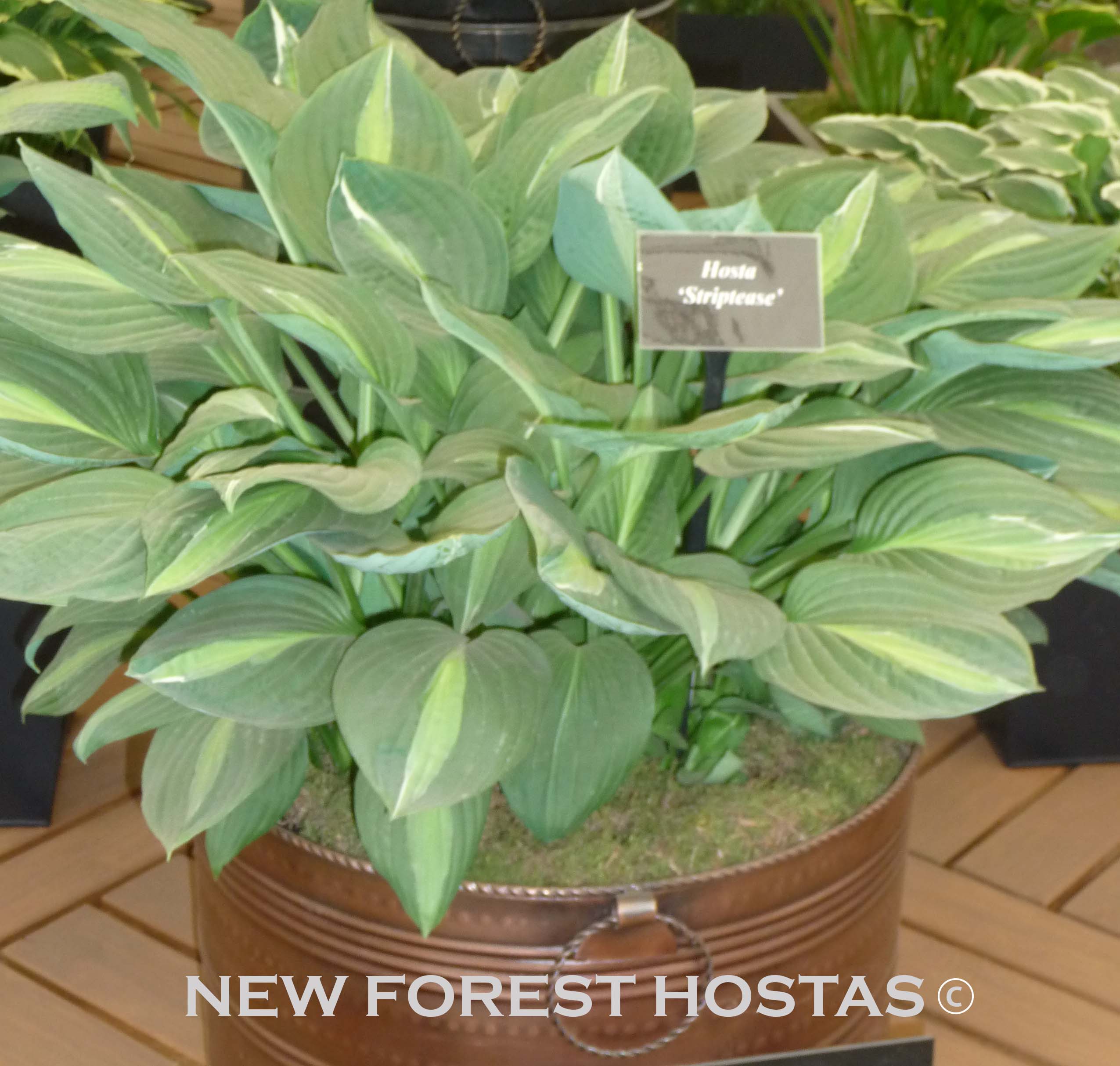 Hosta 'Striptease' - New Forest Hostas & Hemerocallis