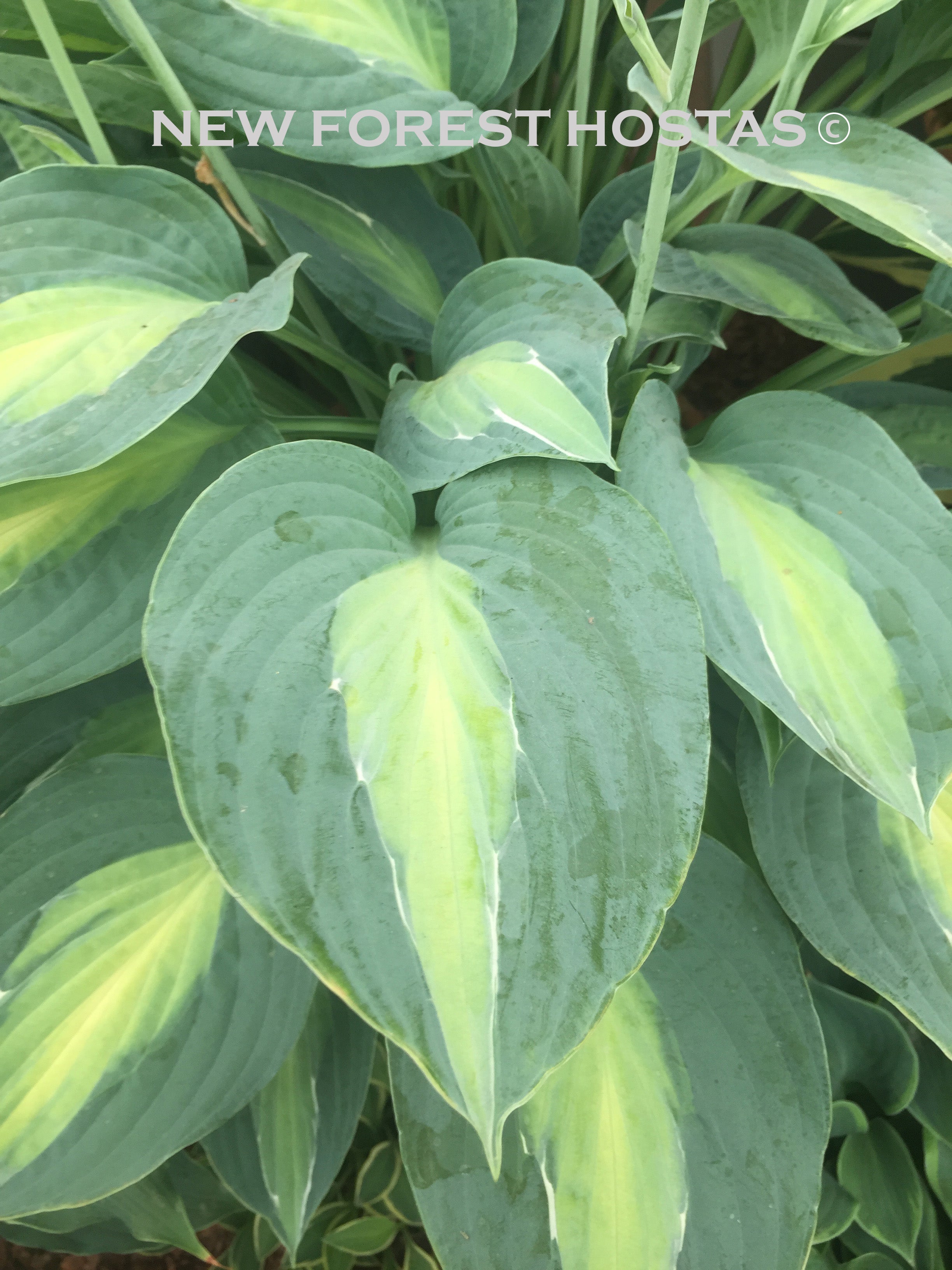 Hosta 'Striptease' - New Forest Hostas & Hemerocallis