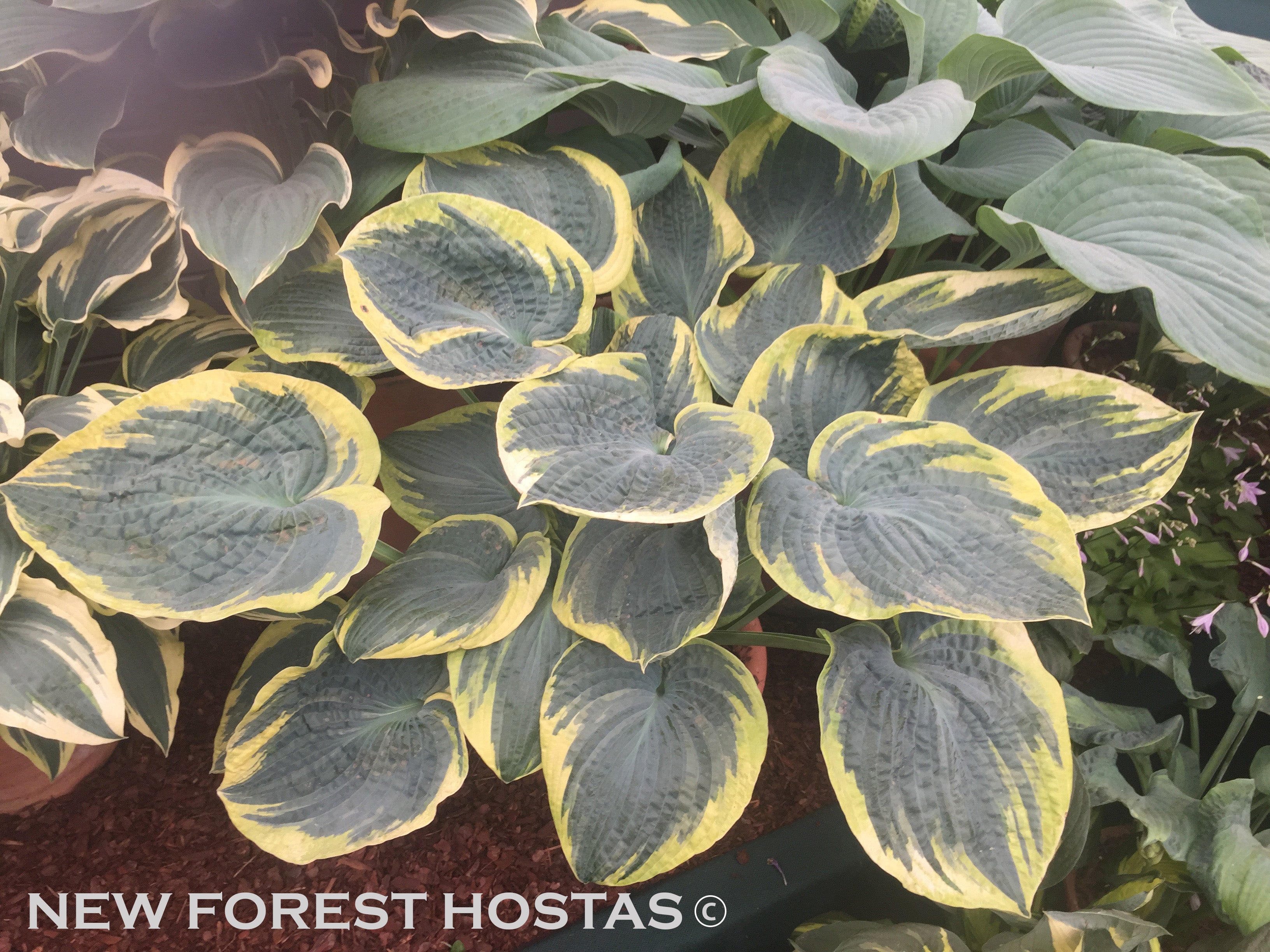 Hosta 'Sugar Daddy' - New Forest Hostas & Hemerocallis