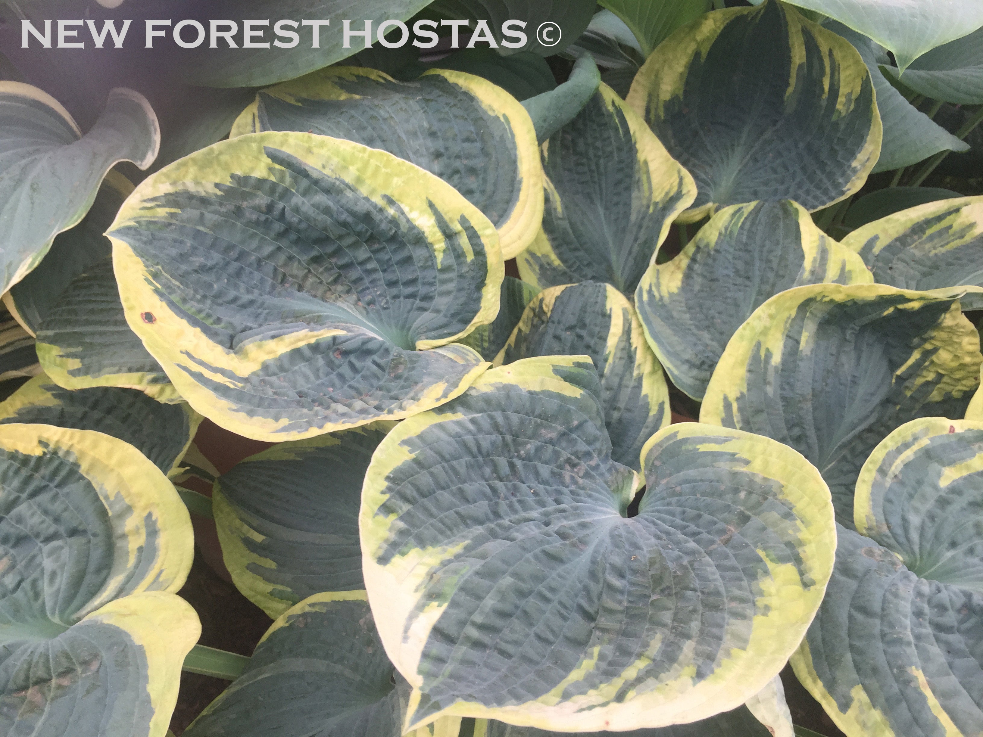 Hosta 'Sugar Daddy' - New Forest Hostas & Hemerocallis