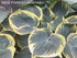 Hosta 'Sugar Daddy' - New Forest Hostas & Hemerocallis