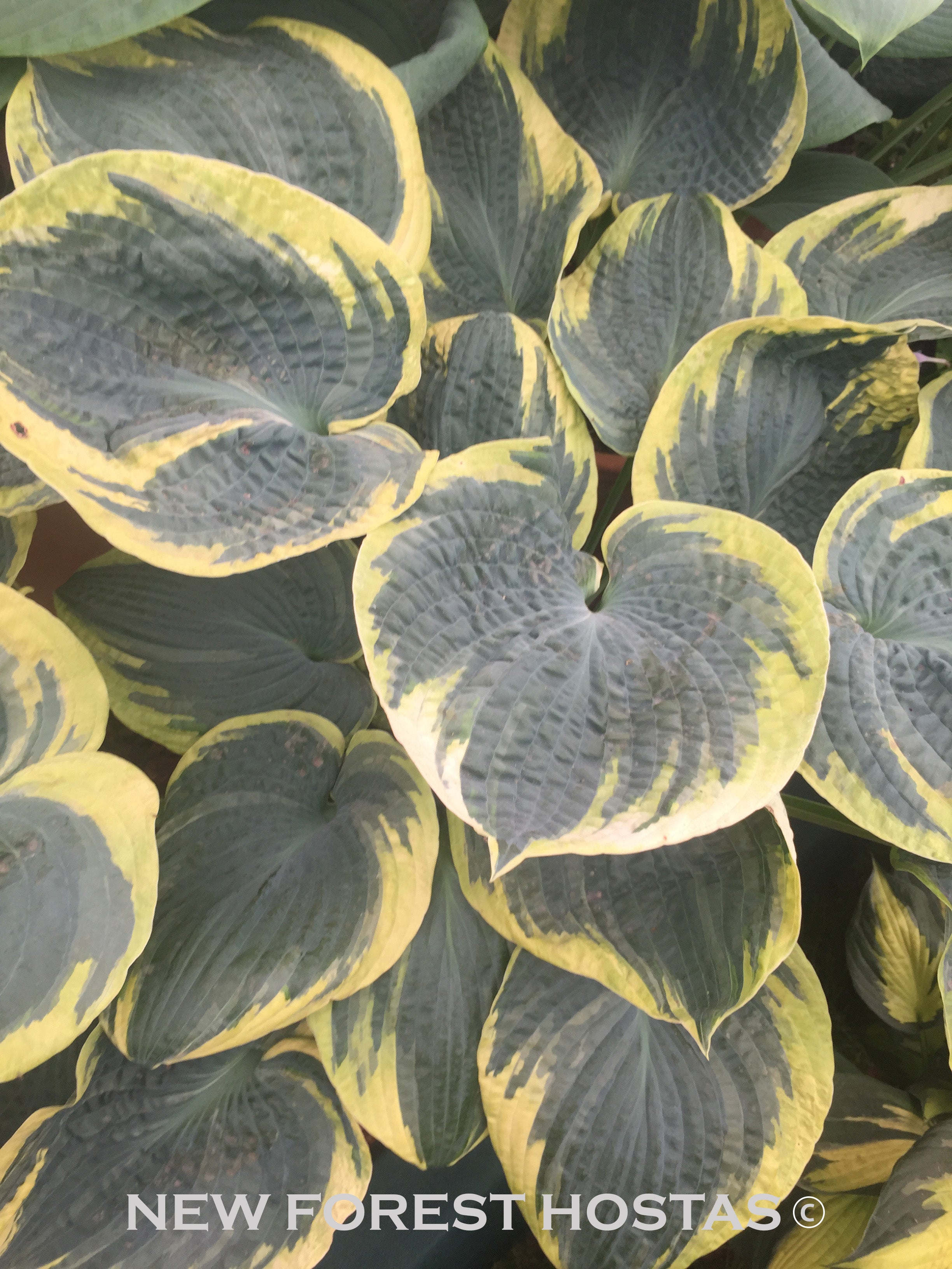 Hosta 'Sugar Daddy' - New Forest Hostas & Hemerocallis