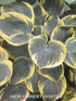 Hosta 'Sugar Daddy' - New Forest Hostas & Hemerocallis
