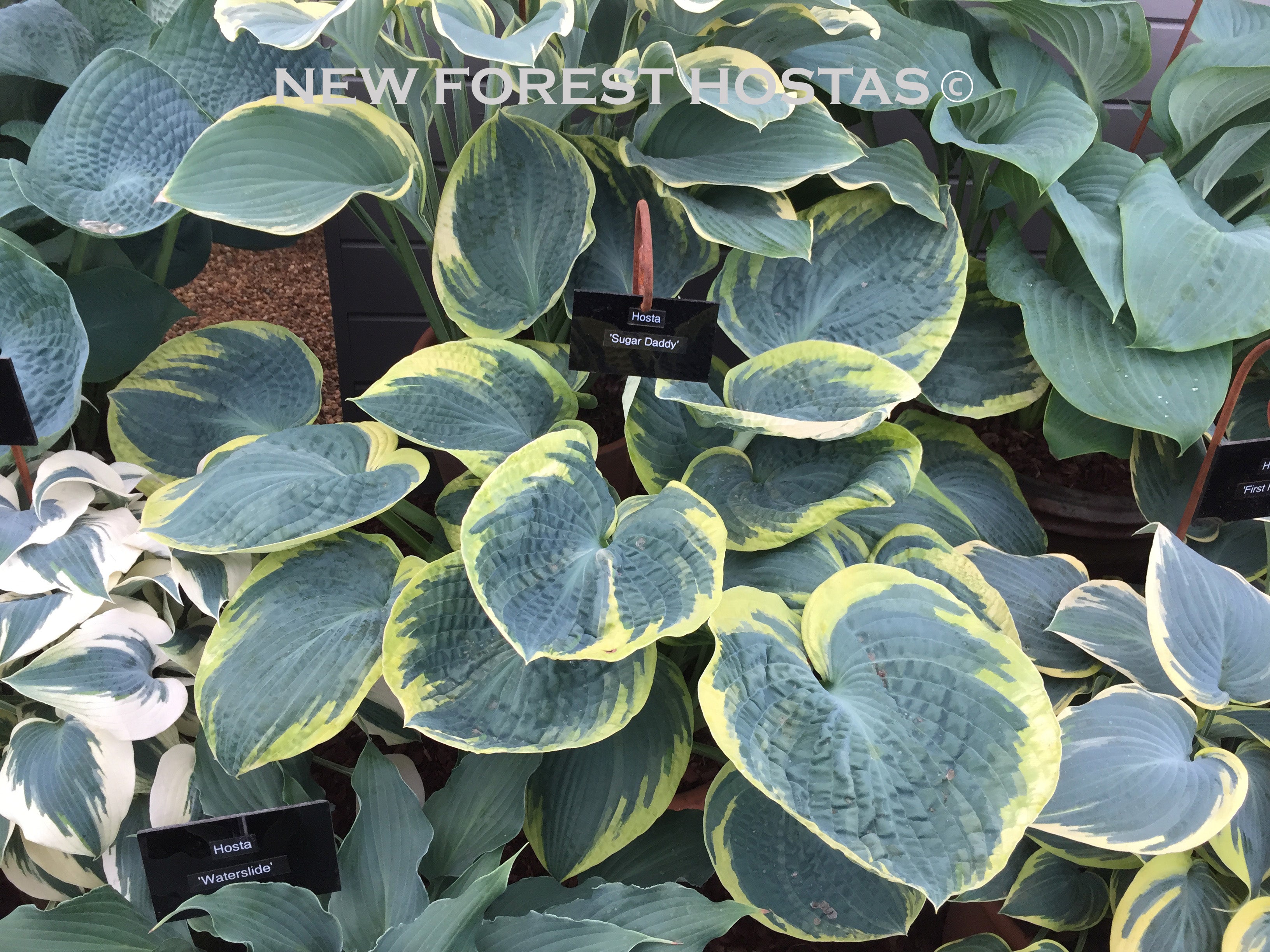 Hosta 'Sugar Daddy' - New Forest Hostas & Hemerocallis