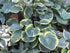 Hosta 'Sugar Daddy' - New Forest Hostas & Hemerocallis