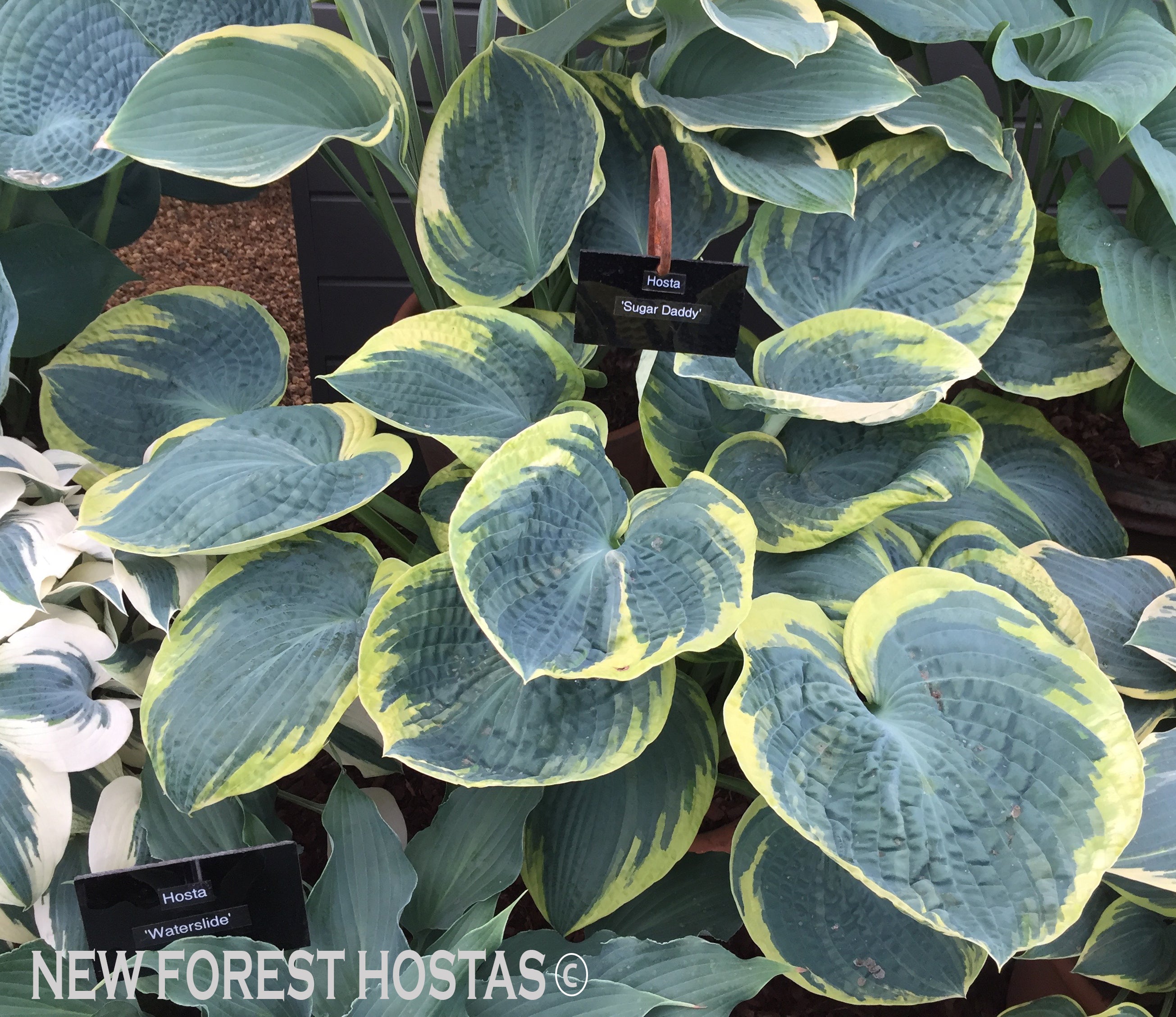 Hosta 'Sugar Daddy' - New Forest Hostas & Hemerocallis