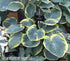Hosta 'Sugar Daddy' - New Forest Hostas & Hemerocallis